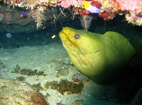 bayahibe, Saona, Canto de la Playa
